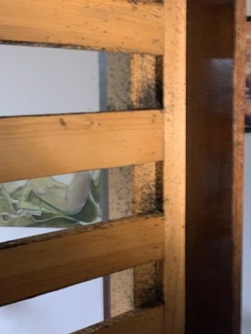 Dezinsekce štěnic na ubytovně