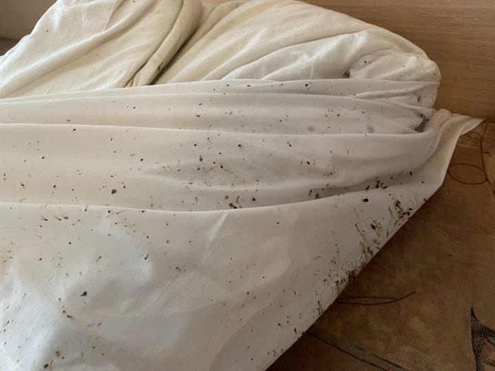 Štěnice na povlečení (hubení štěnic na ubytovně v Praze)