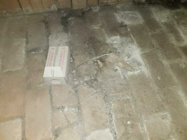 Jak se zbavit potkanů a krys?