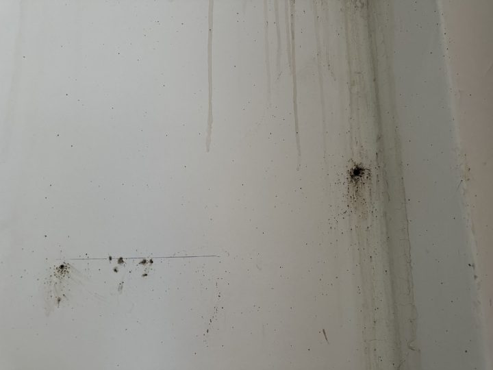 Likvidace štěnice na ubytovně