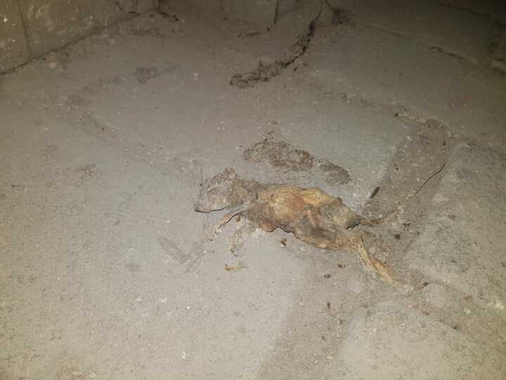 hubení potkanů Praha 5