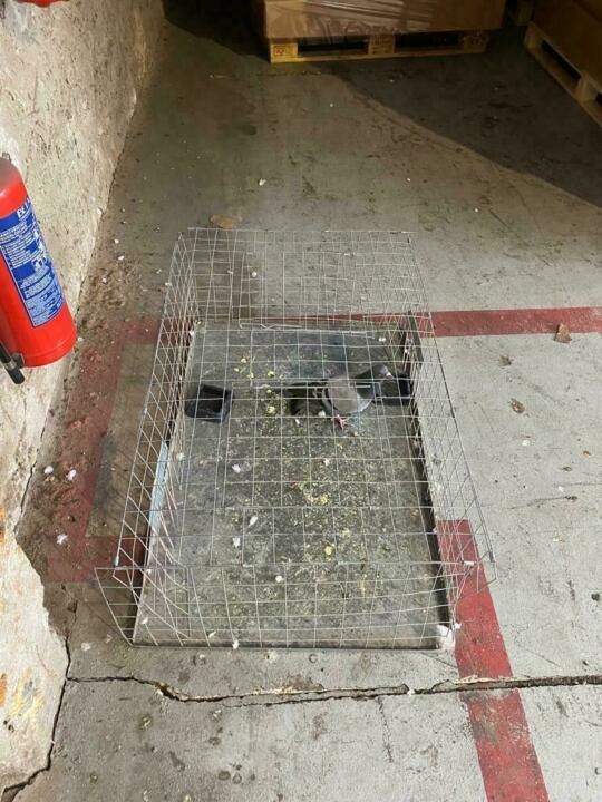 Instalace odchytové klece na holuby